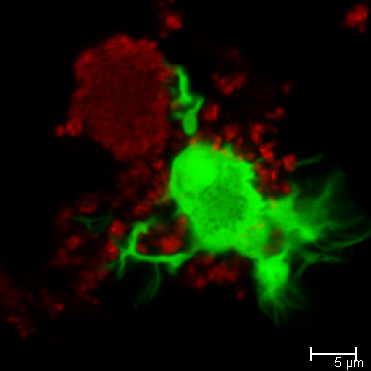 Photo of dendritic cells (green) infiltrating a Salmonella biofilm (red).