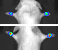 X-ray image of mouse joints showing inflammation (in color) with and without the molecular decoy.