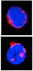 Same Immune Regulatory Protein