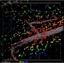 Blood vessels Image