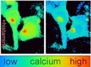 Calcium into cell