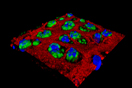 Injecting Nanoparticles Cell