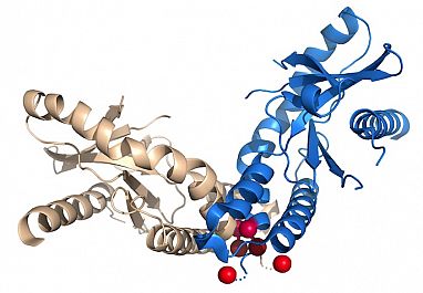 Illustration showing protein with SAVI mutations