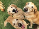 golden retriever dogs