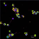 scan of mitochondrial reactive oxygen species (red), mitochondrial protein (green), and DNA (blue)