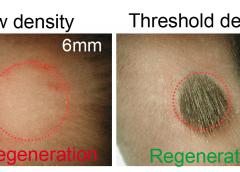 Regeneration of hairs after plucking is a population-based behavior that depends on the density and distribution of the plucked follicles