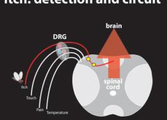 itch: detection and circuit