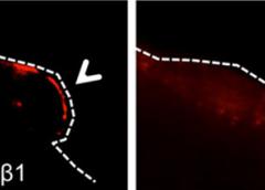 Young satellite cells (left panel) carrying active β1-integrin (red) localize to the edge of a muscle fiber (dotted line). However older cells (right panel) drift away from it indicating the cells’ impaired function.