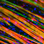 Bioengineered muscles