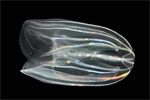 Aquatic comb jelly